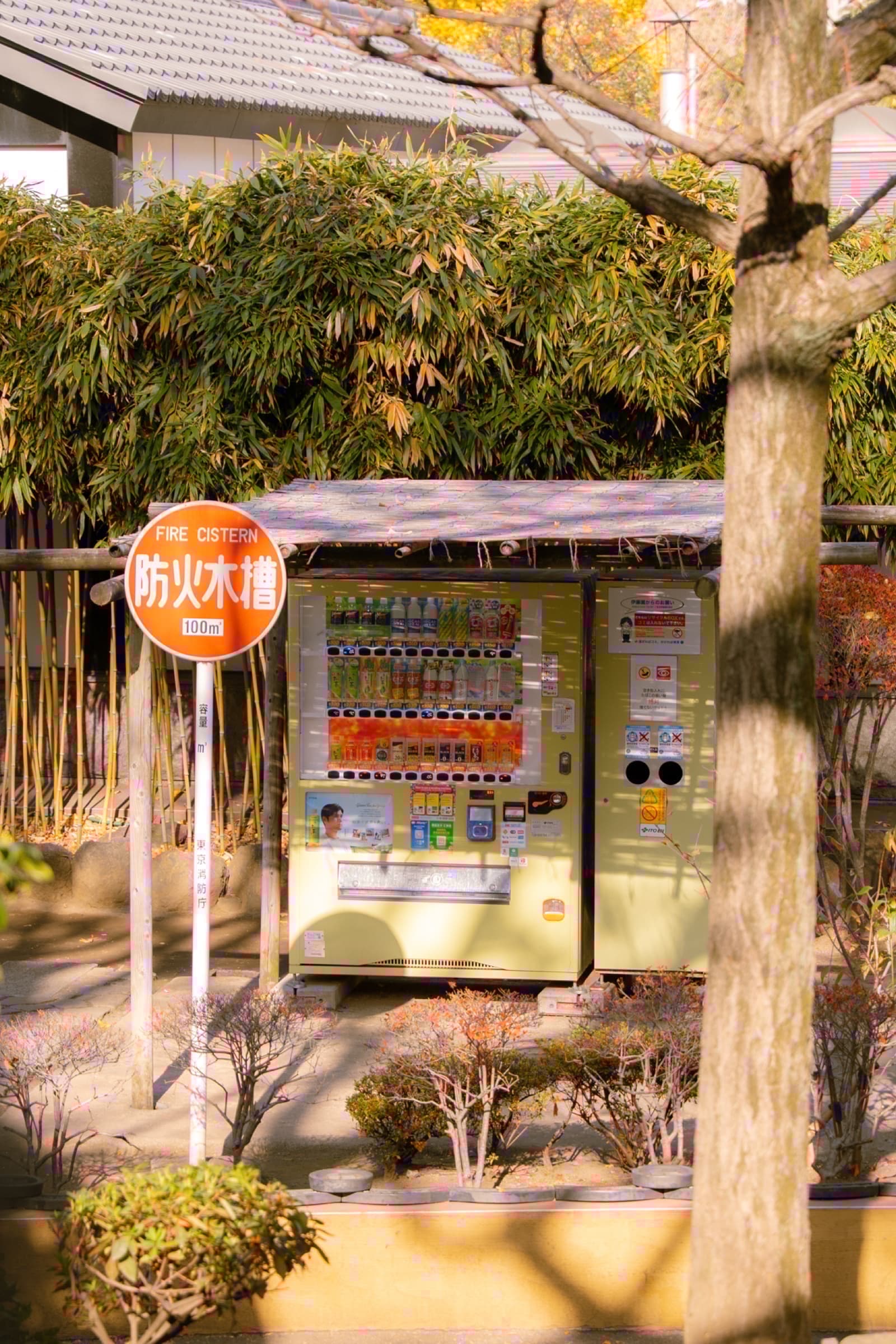 Street photograph 7
